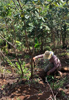 Incentivos públicos para caficultura Agroecológica