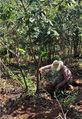 Incentivos públicos para caficultura Agroecológica.jpg